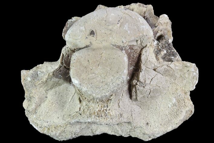Mosasaur (Platecarpus) Dorsal Vertebra - Kansas #91057
